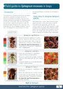 Field Guide to Sphagnum Mosses in Bogs