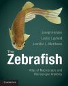 The Zebrafish
