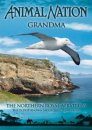 Grandma - Northern Royal Albatross (Region 2)