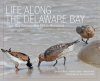 Life Along the Delaware Bay