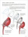 The Laws Guide to Drawing Birds