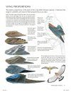 The Laws Guide to Drawing Birds