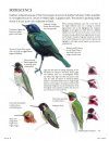 The Laws Guide to Drawing Birds