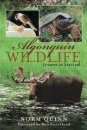 Algonquin Wildlife