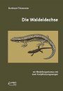 Die Waldeidechse: Ein Modellorganismus mit Zwei Fortpflanzungswegen [The Viviparous Lizard: A Model Organism with Two Reproductive Modes]