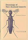 Drawings of New Zealand Insects