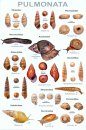 An Illustrated Guide to the Land Snails of Nepal
