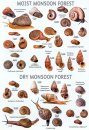 An Illustrated Guide to the Land Snails of Sri Lankan Natural Forest and Cultivated Habitats