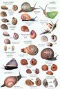 Sri Lankan Snails: A Popular Colour Guide [Sinhala]