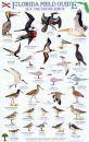 Florida Field Guide, Sea and Shore Birds