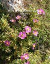 Flora of the Maltese Islands, Volume 2