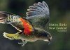 Native Birds of New Zealand
