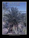 The Cycads, Volume 2: Africa & The Americas