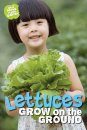 What Grows in My Garden: Lettuces Grow on the Ground