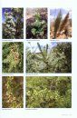 Plants of the Klein Karoo