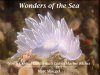 Wonders of the Sea, Volume 1: North Central California's Living Marine Riches