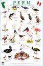 Peru: Birds of Wetlands Beaches and Oceans / Aves de Humedales, Playas y Oceanos