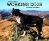 New Zealand's Working Dogs