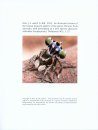 Peckhamia, Volume 96: An Illustrated Review of the Known Peacock Spiders of the Genus Maratus from Australia, with Description of a New Species (Araneae: Salticidae: Euophryinae)