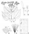 Systematics of Liabum Adanson (Asteraceae, Liabeae)