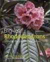 Big Leaf Rhododendrons