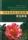 Illustrations of the New Camellia Hybrids that Bloom Year-Round [English / Chinese]