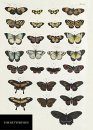 Natural History Museum Butterflies Notebook