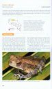 Amphibians of Costa Rica