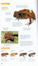 Amphibians of Costa Rica