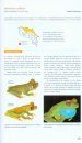 Amphibians of Costa Rica