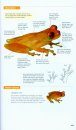 Amphibians of Costa Rica