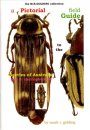 A Pictorial Field Guide to the Beetles of Australia: Part 3, Chalcophorinae