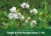 Famiglie di Piante Vascolari Italiane: 1 - 140 [Families of Italian Vascular Plants]