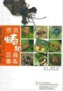 A Photographic Guide to Hong Kong True Bugs [Chinese]