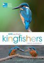RSPB Spotlight: Kingfishers