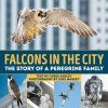 Falcons in the City