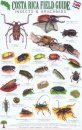 Costa Rica Field Guide: Insects & Arachnids [English / Spanish]