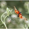 Speed Flyers: Le Vol des Insectes Révélé [The Flight of Insects Revealed]
