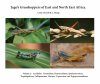 Jago's Grasshoppers of East and North East Africa, Volume 2