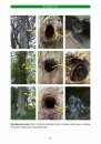 Bat Roosts in Trees