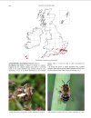 Handbook of the Bees of the British Isles (2-Volume Set)