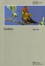Kolibris: Trochilidae (Hummingbirds)