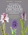 How to Grow Native Orchids in Gardens Large and Small