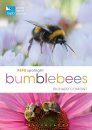 RSPB Spotlight: Bumblebees