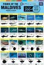 The Maldives Top 200+ Fish Field Guide