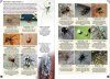 Britain's Spiders