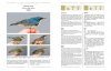 Ageing & Sexing of Migratory East Asian Passerines [English / Chinese]