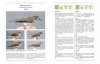 Ageing & Sexing of Migratory East Asian Passerines [English / Chinese]