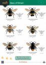 FSC Wildlife Pack: Winged Insects
