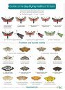 FSC Wildlife Pack: Winged Insects